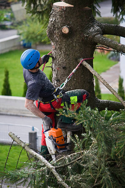 Best Leaf Removal  in Edmonston, MD