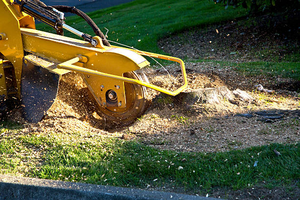 Lawn Grading and Leveling in Edmonston, MD
